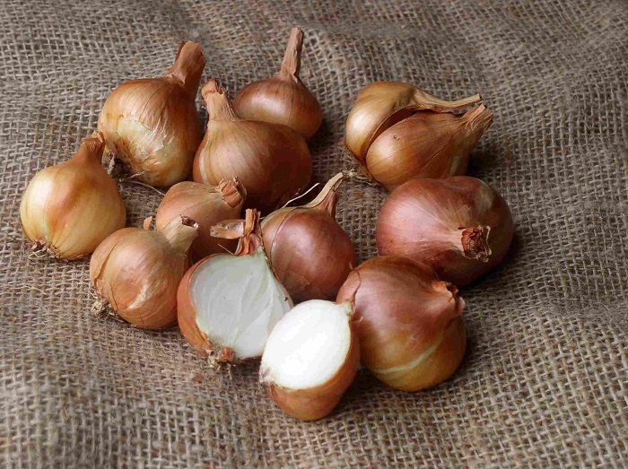 Photo Credit http://www.broersenbulbs.com.au/growing_guide/shallots.html 