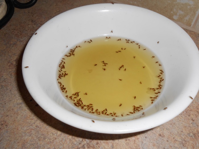 Photo Credit http://windyacresnaturalfarm.blogspot.in/2013/03/gnat-trap.html  http://listaka.com/10-tips-to-get-rid-kill-fruit-flies-how-to-guide/