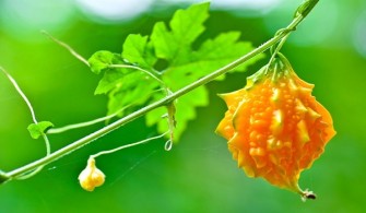 15 Benefits of Bitter Gourd That Makes It Even More Worth Eating