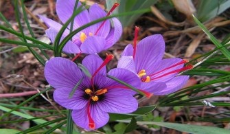 15 Reasons You Need Saffron In Your Life