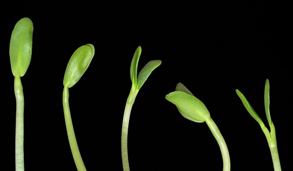 15 Ways Methi or Fenugreek Can Keep You Healthy and Beautiful