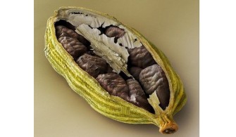 17 Incredible Health Benefits of Cardamom You Should Know About!