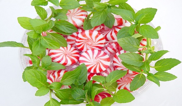 9 Ways Peppermint Can Keep You Healthy