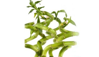 Amazing Benefits of Bamboo Shoots You Never Knew About