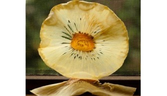 Breadfruit – The Food of the Future – Health Benefits & Nutrition