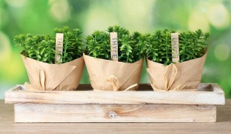 Surprising Health Benefits of Thyme