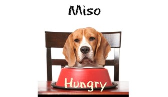 The Secret Healing Benefits Of Miso