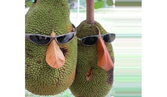 Why Breadnut aka Jackfruit Is Good For You  – Health Benefits & Nutritional Facts