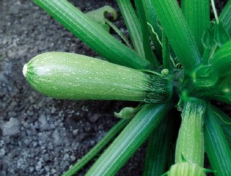 How To Identify Squash—Different Squash Types You Didn’t Know About!