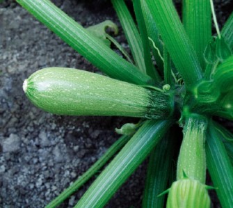How To Identify Squash—Different Squash Types You Didn’t Know About!
